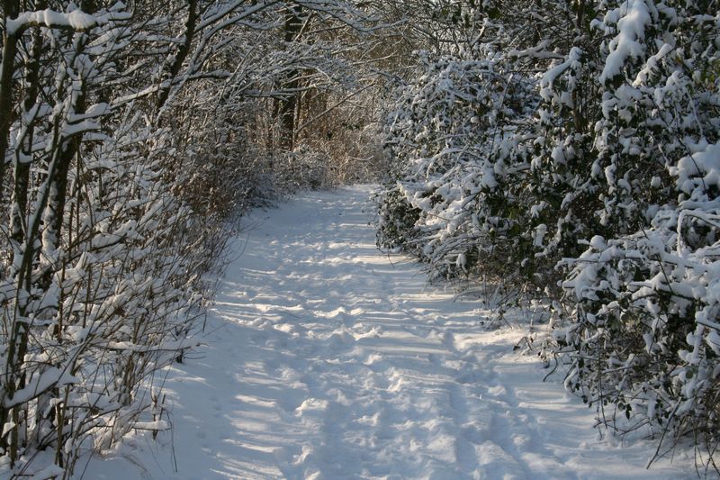 ...un chemin en hiver